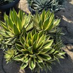 Agáva hrebeňovitá (Agave Lophantha) ´QUADRICOLOR´  - výška 20-30 cm, Ø 40-50 cm, kont. C50L (-6°C)